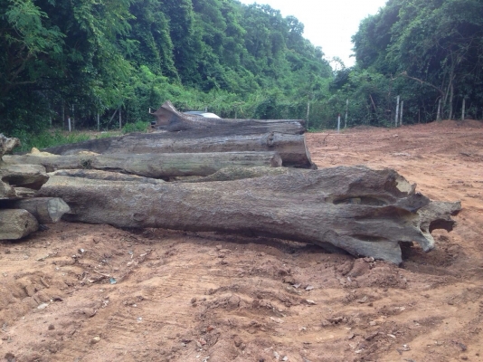 ขายไม้เนื้อแข็งจำนวนมาก มีใบซื้อ-ขายถูกต้องครับ