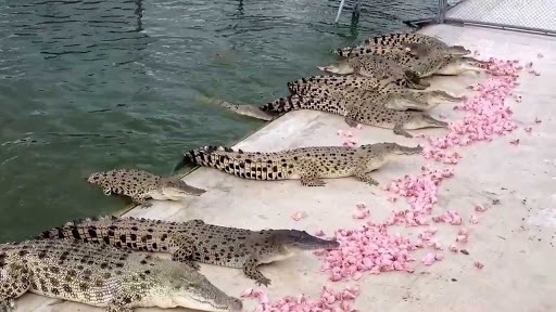 ขายลูกจระเข้ น้ำเค็ม10ตัว ยาว 1ม.