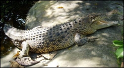 ขายลูกจระเข้ น้ำเค็ม10ตัว ยาว 1ม.