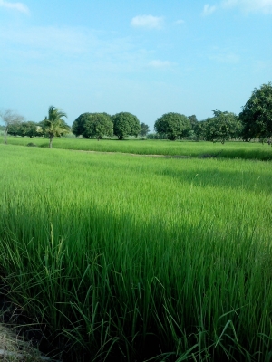 ต้องการรถเกี่ยวข้าว 2คัน เกี่ยวที่ อ.คง ต้องการรถเกี่ยวข้าว 2คัน เกี่ยวที่ อ.คง