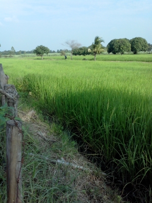 ต้องการรถเกี่ยวข้าว 2คัน เกี่ยวที่ อ.คง ต้องการรถเกี่ยวข้าว 2คัน เกี่ยวที่ อ.คง