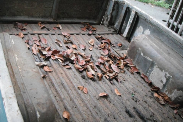 ขายรถกะบะดัสสันช้างเหยียบ620สภาพแห้งๆ