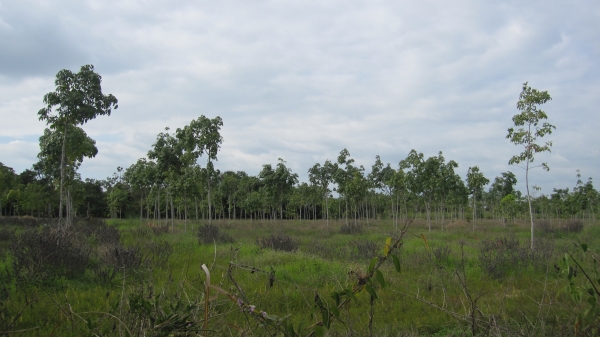 ขออนุญาตลงประกาศขายที่ดินพร้อมยางพาราครับ