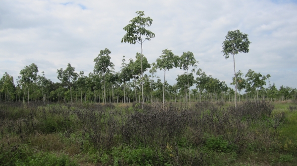 ขออนุญาตลงประกาศขายที่ดินพร้อมยางพาราครับ