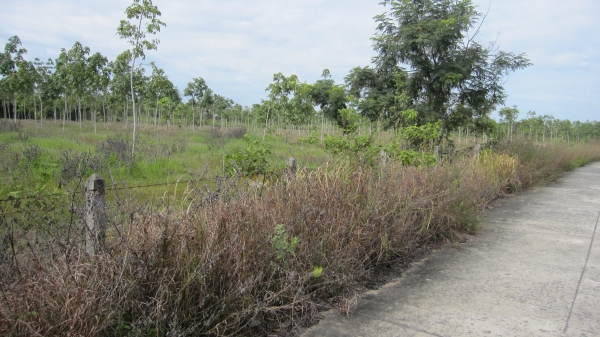 ขออนุญาตลงประกาศขายที่ดินพร้อมยางพาราครับ