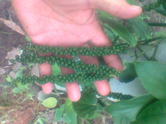 ขายกล้าพันธ์ุพริกไทย ช่อยาวมาก