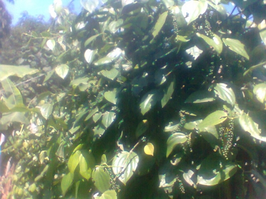 ขายกล้าพันธ์ุพริกไทย ช่อยาวมาก