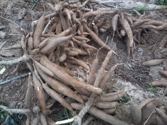 ขายต้นมันสำปะหลัง