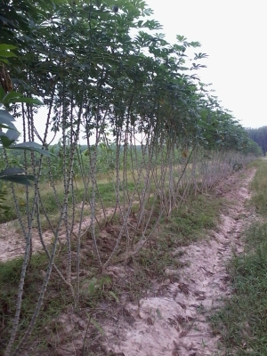 ขายต้นมันสำปะหลัง