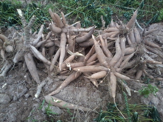 ขายต้นมันสำปะหลัง