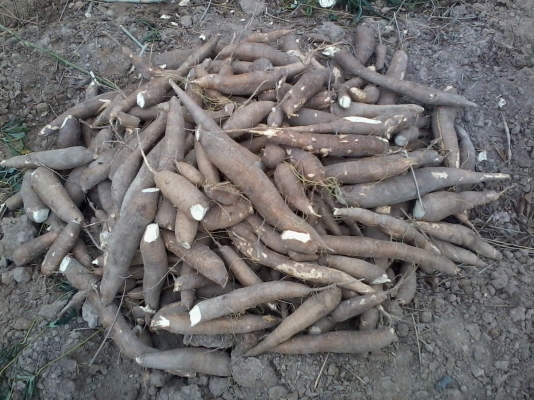 ขายต้นมันสำปะหลัง