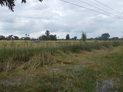 ติดถนนใหญ่ 4 เลน หน้ากว้าง 75 เมตร ตรงจุดกลับรถ ไร่ละ 8 แสนกว่า เกือบ 9 ไร่