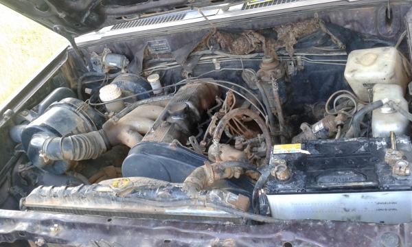 ขายเซอร์ปีโก้ เครื่องติดขี่ได้มีทะเบียนราคา6900บ.