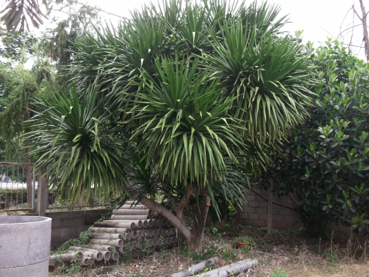 ขายต้นจันผา