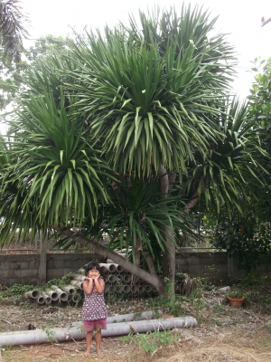 ขายต้นจันผา