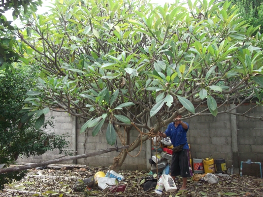 ขายต้นลีลาวดี