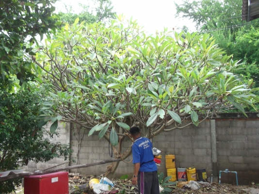 ขายต้นลีลาวดี