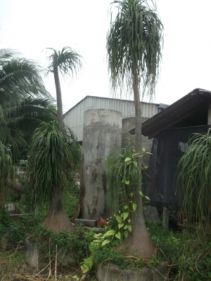 ขายต้นเเซ่ม้า ขายต้นเเซ่ม้า