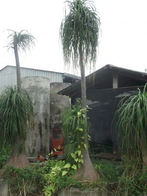 ขายต้นเเซ่ม้า ขายต้นเเซ่ม้า