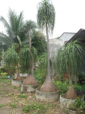 ขายต้นเเซ่ม้า ขายต้นเเซ่ม้า