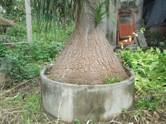 ขายต้นเเซ่ม้า