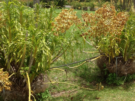 กล้วยไม้ยัก