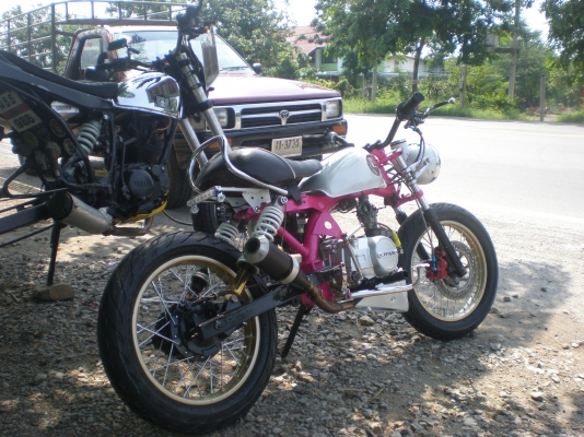 ขาย ลิงน้อย สีสวย