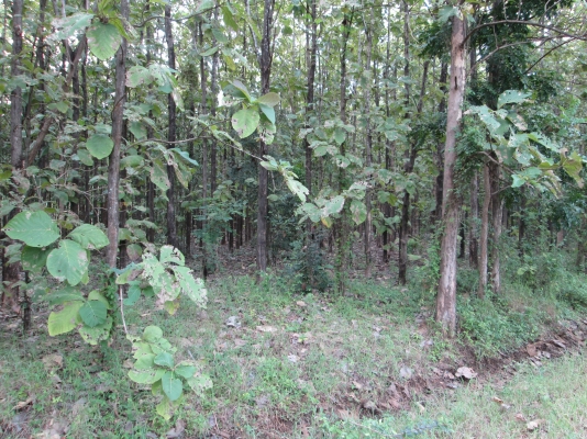 ป่าสัก    รอข้อมูลที่   ชัดเจนก่อนครับ     รอนิดเดียวครับท่านผู้ชม