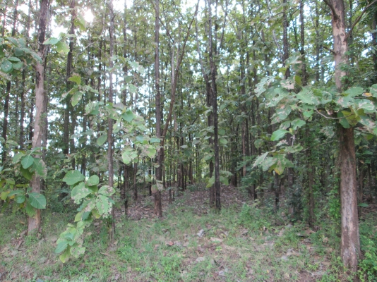 ป่าสัก    รอข้อมูลที่   ชัดเจนก่อนครับ     รอนิดเดียวครับท่านผู้ชม