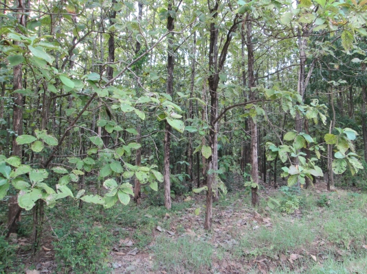 ป่าสัก    รอข้อมูลที่   ชัดเจนก่อนครับ     รอนิดเดียวครับท่านผู้ชม