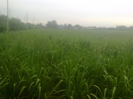 ขายที่ดิน 47ไร่ติดเขื่อนป่าสัก