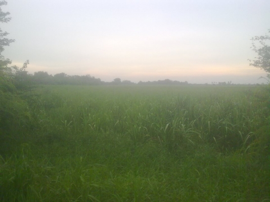 ขายที่ดิน 47ไร่ติดเขื่อนป่าสัก