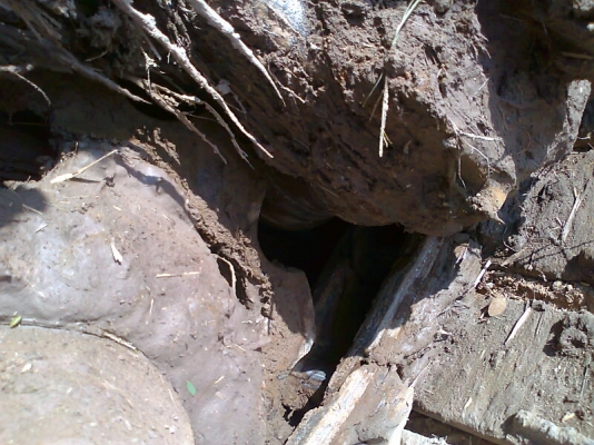 ขายด่วน..รถเกี่ยว ศักดิ์พัฒนา สภาพใหม่ ขนาดอุ้มข้าว 2.5   ตัน เกี่ยวข้าวได้ไว  ได้ข้าวเมล็ดสวย.