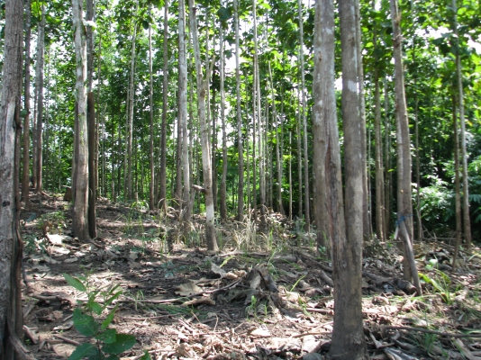 ขายที่ดินปลูกต้นสักทอง 10 ปี ทองผาภูมิ กาญจนบุรี