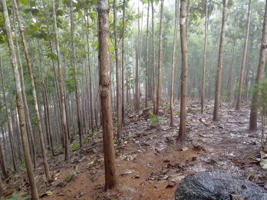 ขายที่ดินปลูกต้นสักทอง 10 ปี ทองผาภูมิ กาญจนบุรี