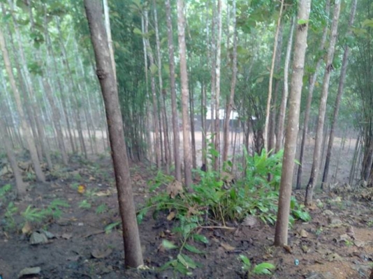 ขายที่ดินปลูกต้นสักทอง 10 ปี ทองผาภูมิ กาญจนบุรี