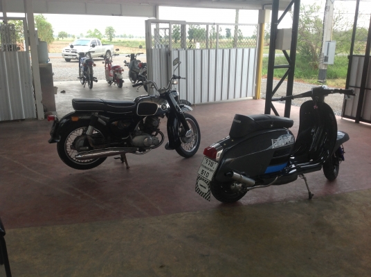 มีหมูมาขายc95ห้าหมื่นถ้วน มีหมูมาขายc95ห้าหมื่นถ้วน