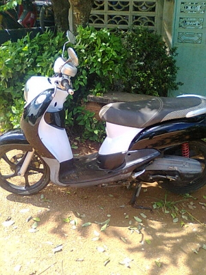 ฟีโน่51แม็กแท้