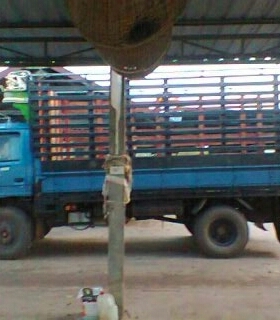 ISUZU NPR 115 ห้างแท้ปี33 เกียรยาว หัวยกได้ เครื่องรื่อง 4BD1 กะบะยาว 4.3 เมตร