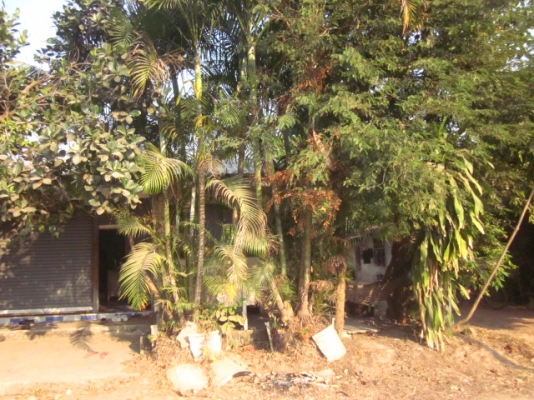 ขออนุญาตนอกเรื่องรอสินค้า ขอขายต้นหมากกอใหญ่ 2 กอ ๆละ 3,000 บาท