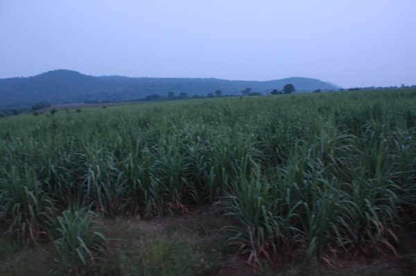 ขายที่ดิน120ไร่ ไร่ละ 80,000 บาท อ.เลาขวัญ จ. กาญจนบุรี