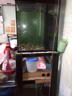 ขายตู้ปลา กxยxส=50x150x60 ซม. 2 ตู้ พร้อมขาตั้ง2 ชั้น ปั้มลม 2 ตัว