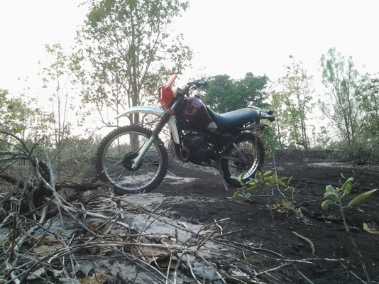 ขาย DT 175 ลดสุดๆ 10,000 บาท