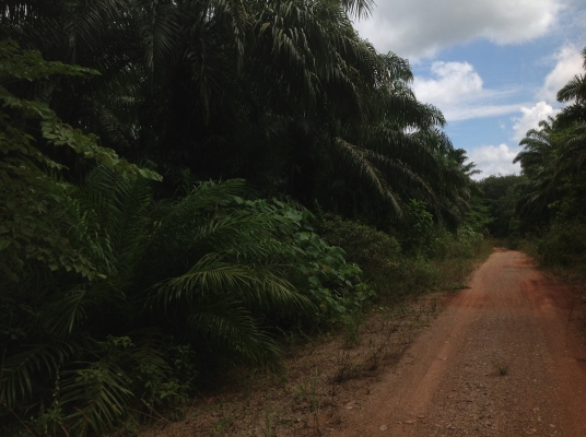 ขออนุนอกสวนปาร์ม22ไร่ เขตเทศบาลเขาพนม จ. กะบี ไม่ผ่านนายหน้า