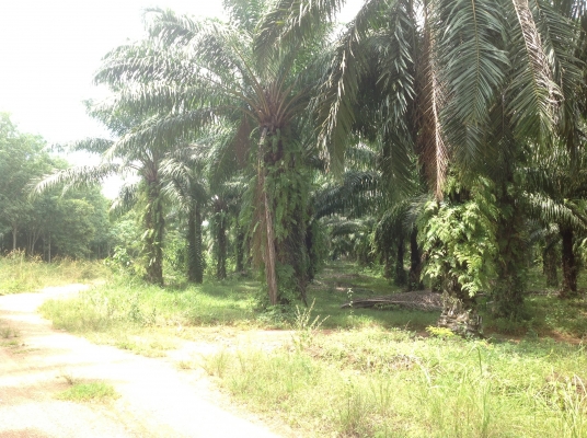 ขออนุนอกสวนปาร์ม22ไร่ เขตเทศบาลเขาพนม จ. กะบี ไม่ผ่านนายหน้า ขออนุนอกสวนปาร์ม22ไร่ เขตเทศบาลเขาพนม จ. กะบี ไม่ผ่านนายหน้า