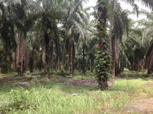 ขายทีดินพร้อมสวนปาร์ม100ไร่ อ. เขาพนม กะบี