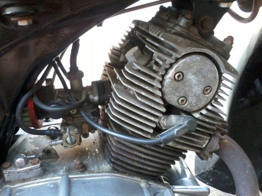 ขายหมูยักษ์