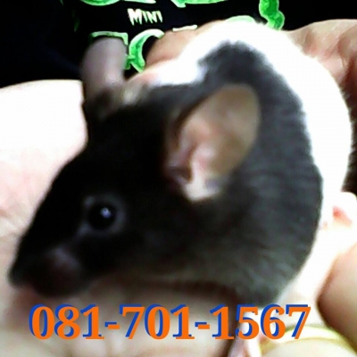 ///จำหน่าย หนูไมล์ แช่แข็ง หนูไมล์ เป็น ทุกไซส์ สะอาด ราคาถูก//