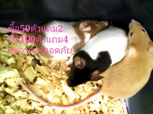 ///จำหน่าย หนูไมล์ แช่แข็ง หนูไมล์ เป็น ทุกไซส์ สะอาด ราคาถูก//