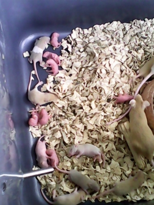 ///จำหน่าย หนูไมล์ แช่แข็ง หนูไมล์ เป็น ทุกไซส์ สะอาด ราคาถูก//